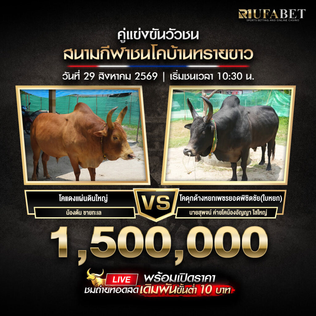 คู่เอกวัวชนสนามกีฬาชนโคบ้านทรายขาว