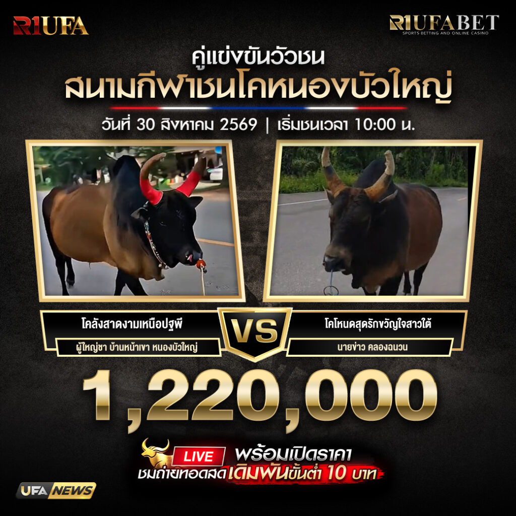 คู่เอกวัวชนสนามกีฬาชนโคหนองบัวใหญ่