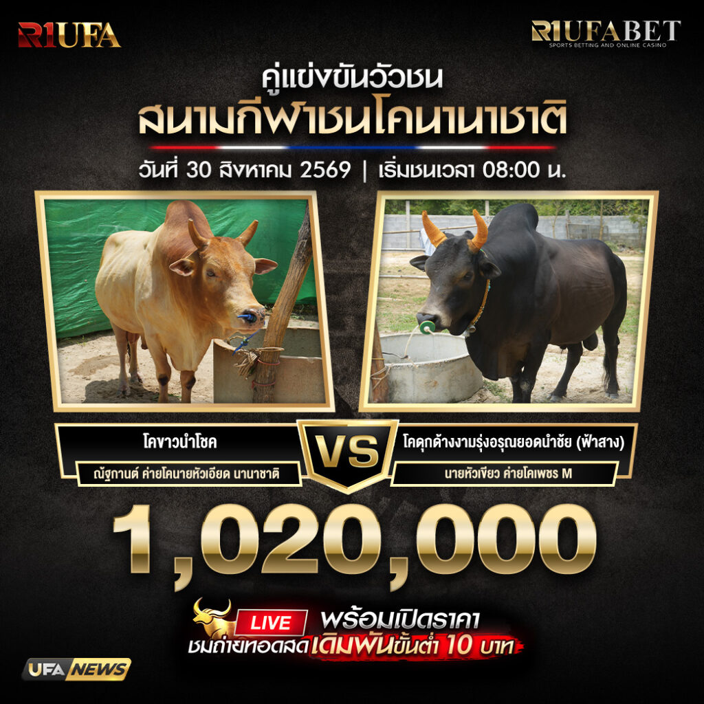 คู่เอกวัวชนสนามกีฬาชนโคนานาชาติ