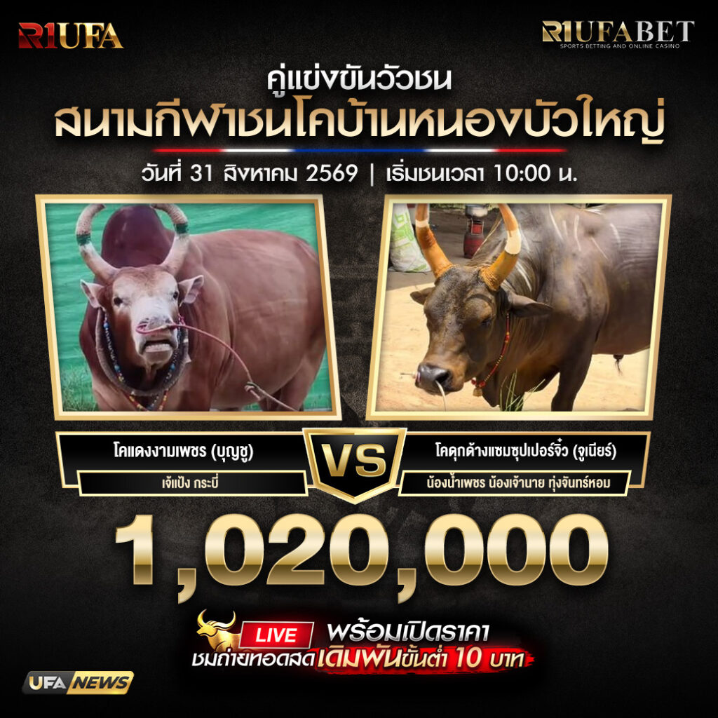 คู่เอกวัวชนสนามกีฬาชนโคบ้านหนองบัวใหญ่