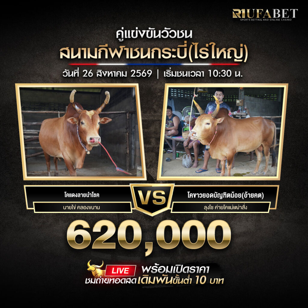 คู่เอกวัวชนสนามกีฬาชนกระบี่(ไร่ใหญ่)