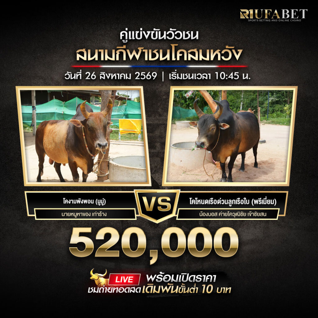 คู่เอกวัวชนสนามกีฬาชนโคสมหวัง