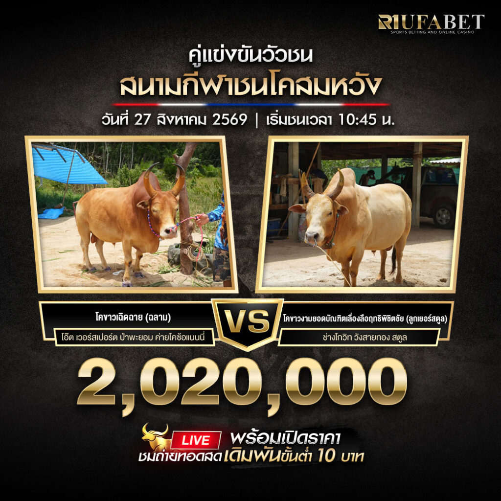 คู่เอกวัวชนสนามกีฬาชนโคสมหวัง