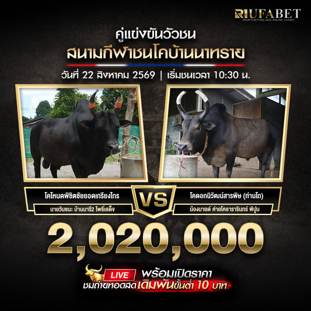 คู่เอกวัวชนสนามกีฬาชนโคบ้านนาทราย