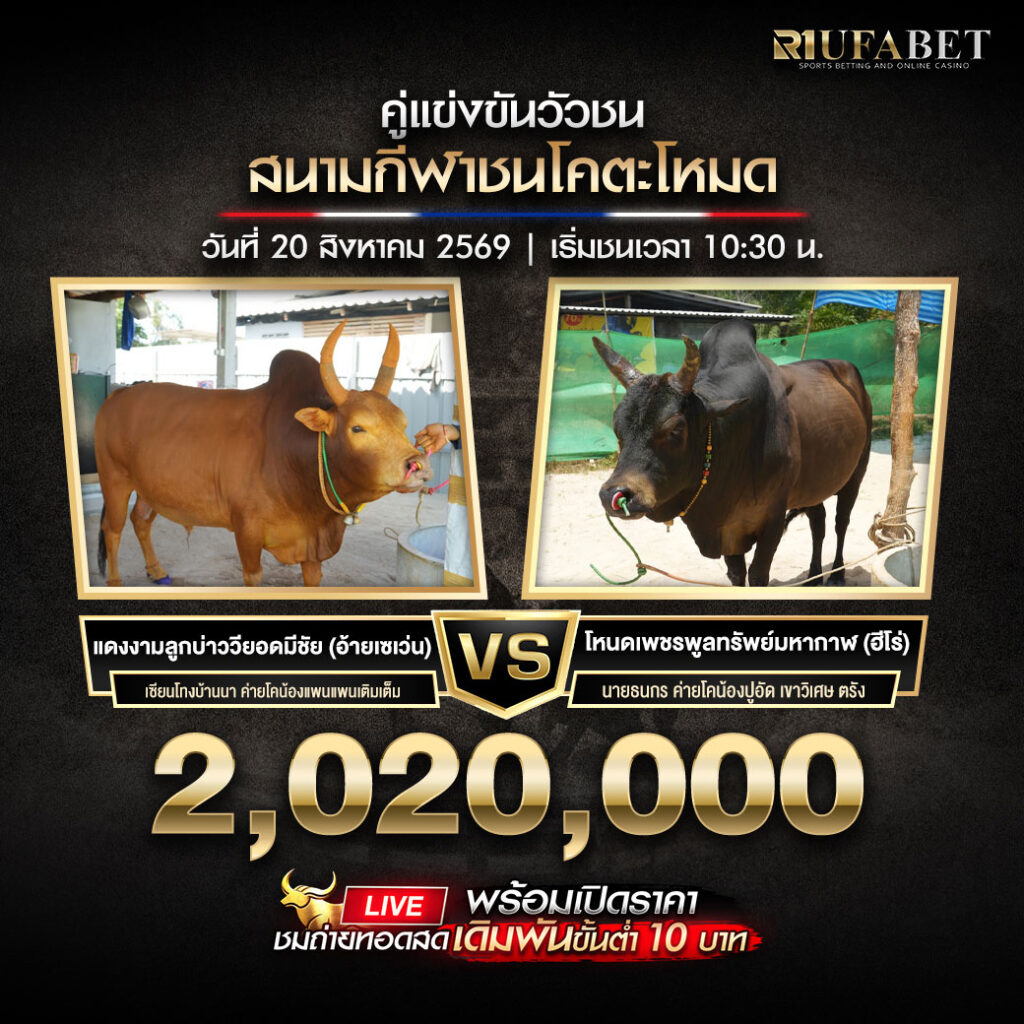 คู่เอกวัวชนสนามชนโคตะโหมด