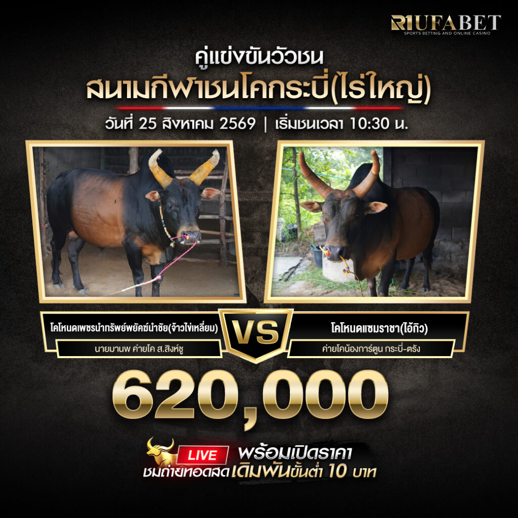 คู่เอกวัวชนสนามกีฬาชนโคกระบี่ใหญ่(ไร่ใหญ่)