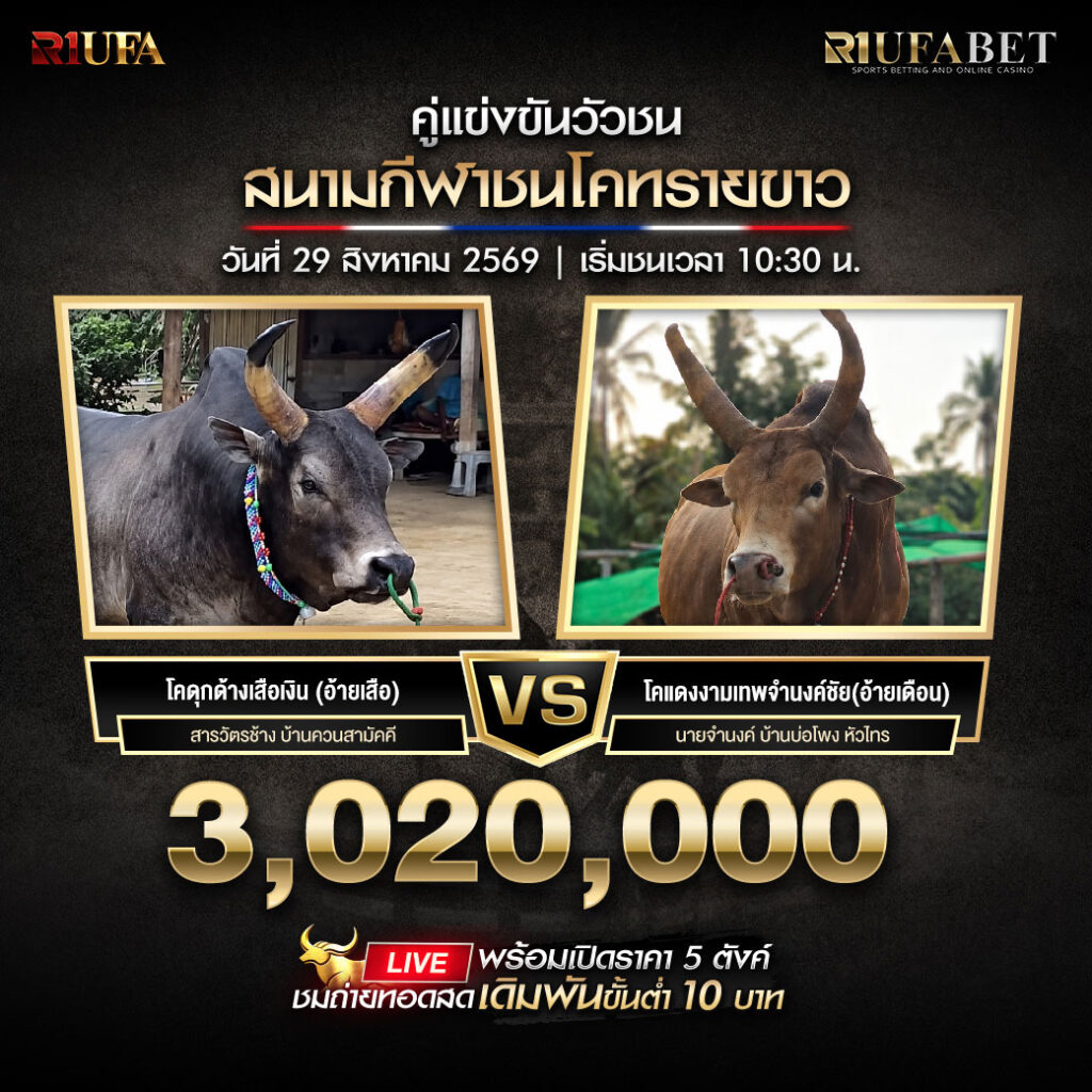 คู่เอกวัวชนสนามกีฬาชนโคทรายขาว