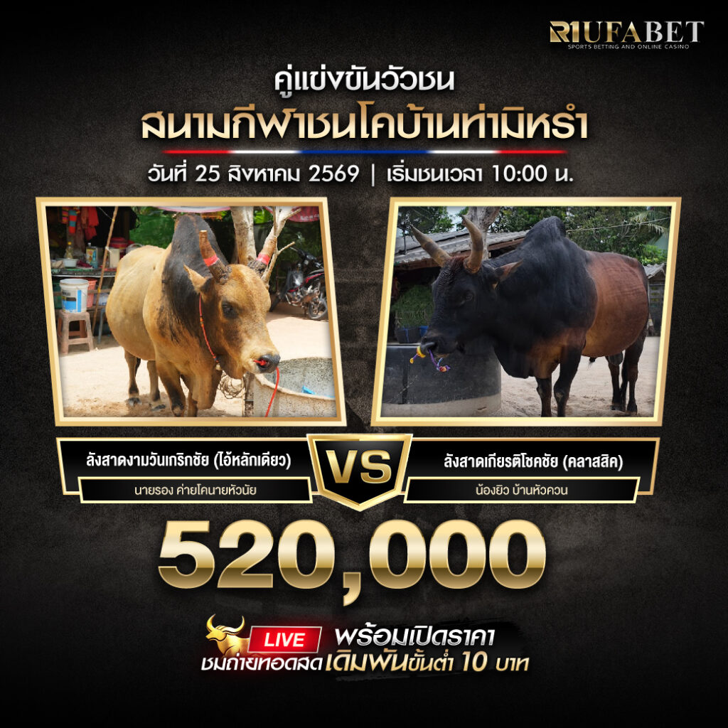 คู่เอกวัวชนสนามกีฬาชนโคกระบี่ใหญ่(ไร่ใหญ่)