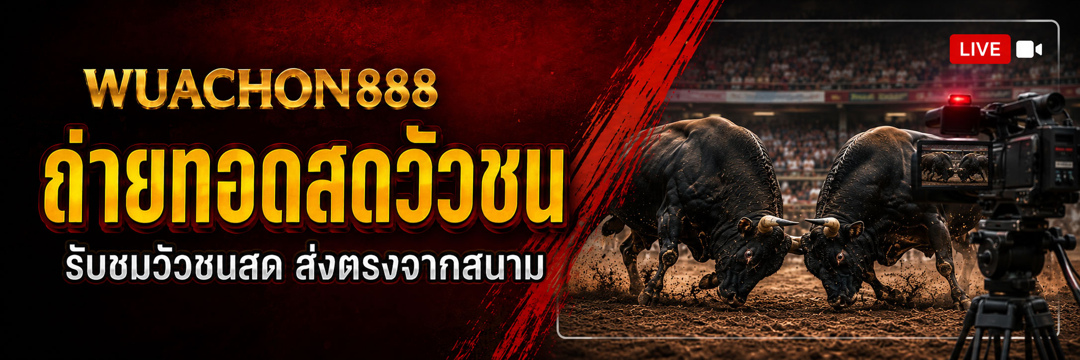 ถ่ายทอดสดวัวชน