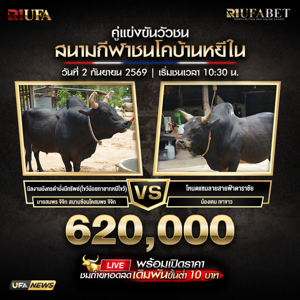 คู่เอกวัวชนสนามกีฬาชนโคบ้านหยีใน
