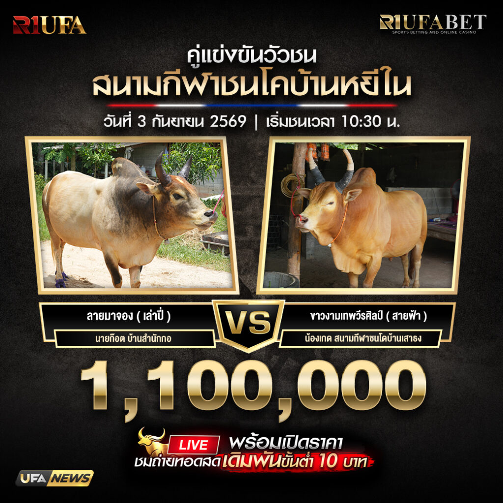 คู่เอกวัวชนสนามกีฬาชนโคบ้านหยีใน