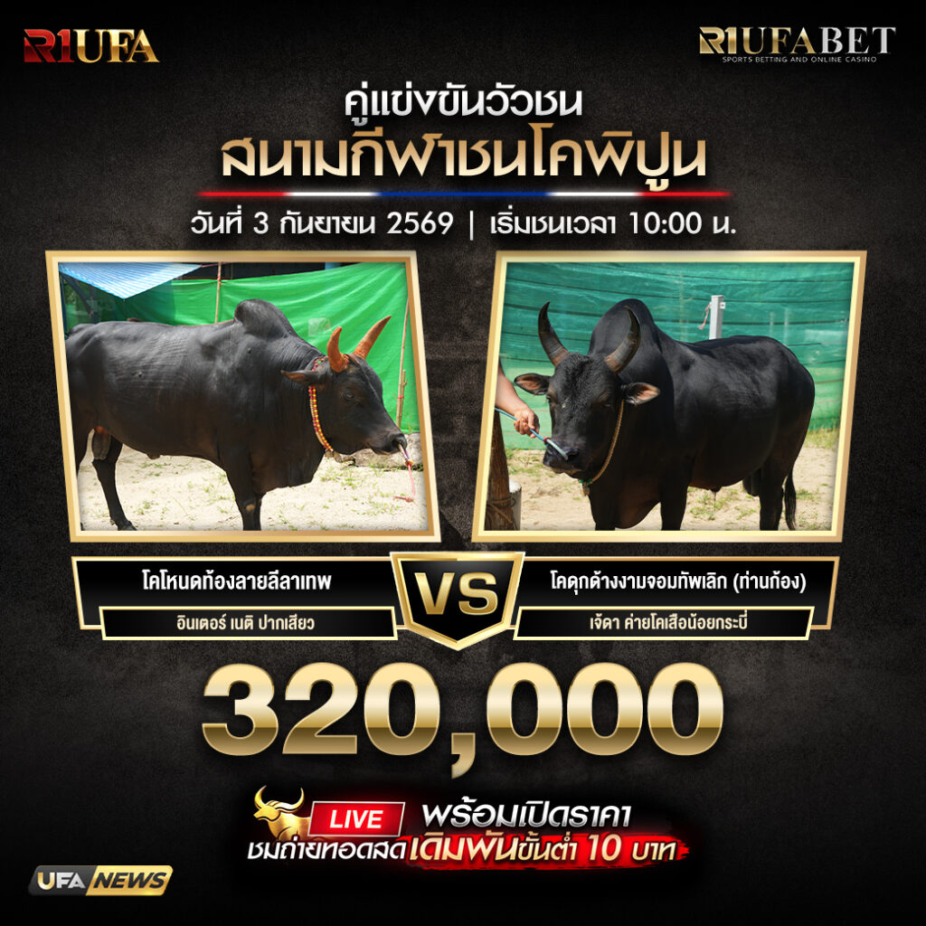 คู่เอกวัวชนสนามกีฬาชนโคพิปูน
