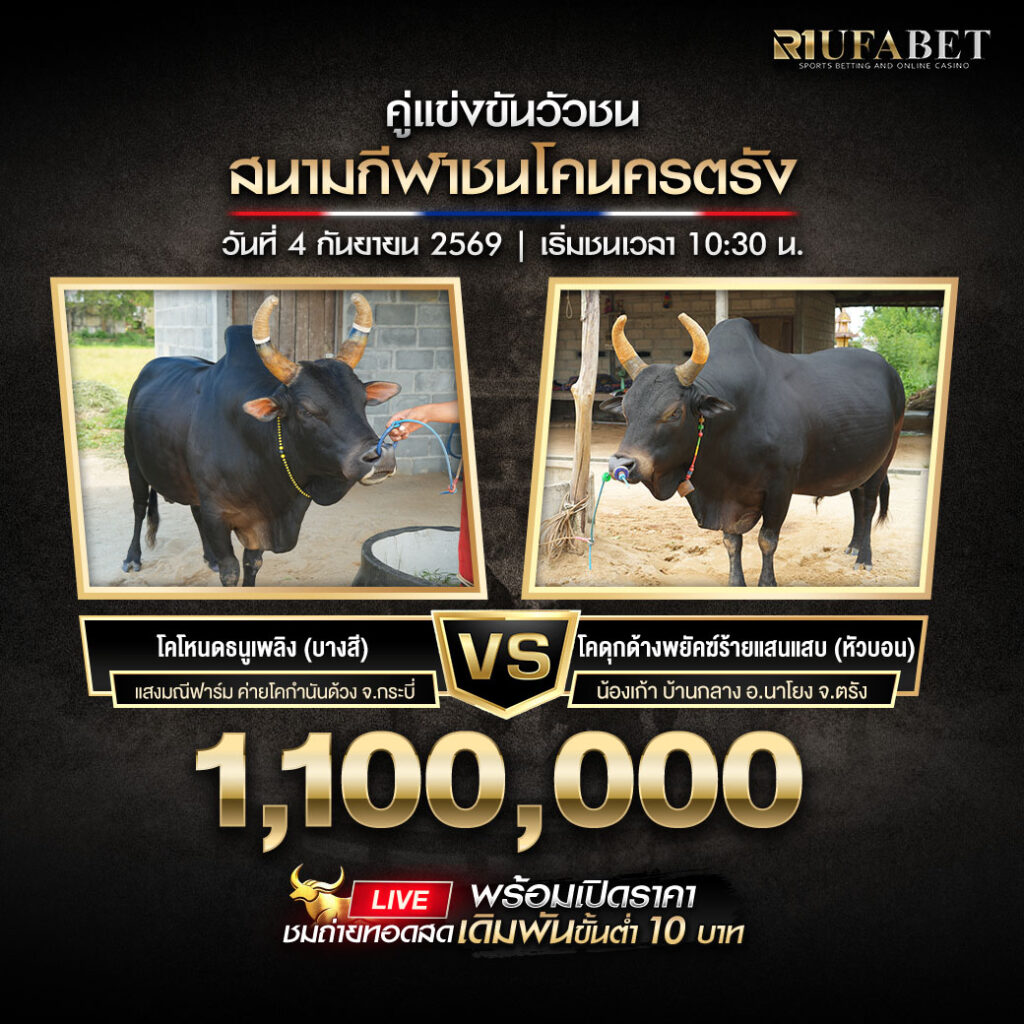 คู่เอกวัวชนสนามกีฬาชนโคนครตรัง